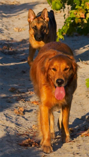 2 dogs in the vineyard