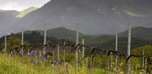 Estate Vineyards - wide view photo of ranch