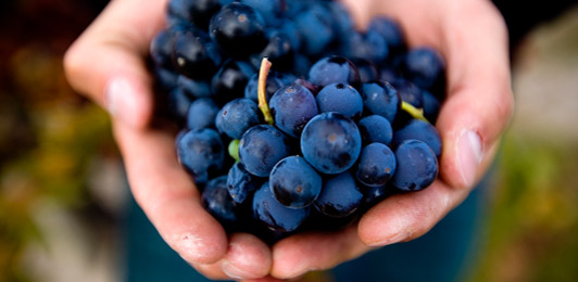 Winemaking - Hands holding grapes